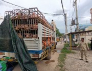 មន្ត្រីពេទ្យសត្វសហការជាមួយសមាគមអ្នកចិញ្ចឹមសត្វនៅកម្ពុជាទាក់ចាប់រថយន្តដឹកជ្រូកអត់ច្បាប់នាំចូលពីប្រទេសវៀតណាមមួយគ្រឿងស្មើនឹង 80 ក្បាល….