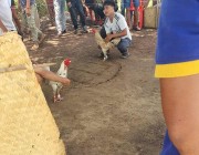 សាកកំលាំងមេប៉ុស្តិ៍ទីស្តីកោះអន្លង់ចិន ក្រុងតាខ្មៅ តើមានសមត្ថភាពបង្រ្កាបក្រុមមាន់ជល់ ដែរទេ ?